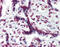Aryl Hydrocarbon Receptor antibody, 51-879, ProSci, Immunohistochemistry paraffin image 