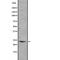 GTP Binding Protein Overexpressed In Skeletal Muscle antibody, abx149869, Abbexa, Western Blot image 