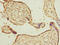 Calumenin antibody, LS-C675458, Lifespan Biosciences, Immunohistochemistry paraffin image 