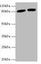 Periostin antibody, A54348-100, Epigentek, Western Blot image 