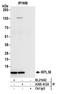 Ribosomal Protein L38 antibody, A305-412A, Bethyl Labs, Immunoprecipitation image 