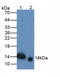 Trefoil Factor 2 antibody, MBS2025742, MyBioSource, Western Blot image 