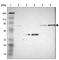 Neutrophil Cytosolic Factor 2 antibody, HPA002327, Atlas Antibodies, Western Blot image 