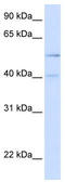 Cysteine protease ATG4B antibody, TA344564, Origene, Western Blot image 