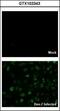 Dengue virus antibody, GTX103343, GeneTex, Immunofluorescence image 
