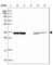 Tetratricopeptide Repeat Domain 19 antibody, HPA052380, Atlas Antibodies, Western Blot image 