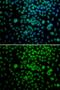 MYC Associated Factor X antibody, GTX54317, GeneTex, Immunofluorescence image 