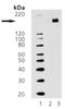 EGFR antibody, ADI-905-707-100, Enzo Life Sciences, Western Blot image 