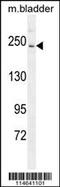 RPTOR Independent Companion Of MTOR Complex 2 antibody, 62-769, ProSci, Western Blot image 