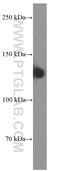 Neural Cell Adhesion Molecule 1 antibody, 60238-1-Ig, Proteintech Group, Western Blot image 