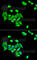 DNA Methyltransferase 3 Alpha antibody, A6503, ABclonal Technology, Immunofluorescence image 