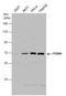 Forkhead Box N1 antibody, GTX104849, GeneTex, Western Blot image 