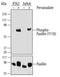 Paxillin antibody, MAB6164, R&D Systems, Western Blot image 