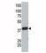 Small ubiquitin-related modifier 3 antibody, F42636-0.4ML, NSJ Bioreagents, Immunohistochemistry paraffin image 