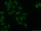 Aryl Hydrocarbon Receptor Nuclear Translocator antibody, 14105-1-AP, Proteintech Group, Immunofluorescence image 