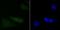 Programmed Cell Death 4 antibody, NBP2-67024, Novus Biologicals, Immunocytochemistry image 