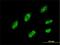 IQ Motif Containing GTPase Activating Protein 3 antibody, H00128239-M01, Novus Biologicals, Immunocytochemistry image 