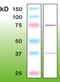 Protein Kinase C Beta antibody, MBS684033, MyBioSource, Western Blot image 