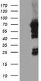 N-Myristoyltransferase 2 antibody, TA504222S, Origene, Western Blot image 