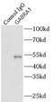 Gamma-Aminobutyric Acid Type A Receptor Alpha1 Subunit antibody, FNab03283, FineTest, Immunoprecipitation image 