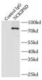 NCK Interacting Protein With SH3 Domain antibody, FNab05586, FineTest, Immunoprecipitation image 