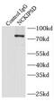 SPIN90 antibody, FNab05586, FineTest, Immunoprecipitation image 