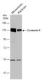 Contactin 1 antibody, GTX133265, GeneTex, Western Blot image 
