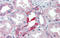 MFRN2 antibody, orb325124, Biorbyt, Immunohistochemistry paraffin image 