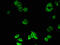 Acyl-CoA Oxidase 1 antibody, LS-C500788, Lifespan Biosciences, Immunofluorescence image 