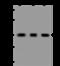 Golgi Associated, Gamma Adaptin Ear Containing, ARF Binding Protein 3 antibody, 204424-T38, Sino Biological, Western Blot image 