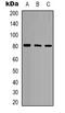 RNA Polymerase III Subunit E antibody, LS-C368900, Lifespan Biosciences, Western Blot image 