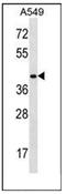 Homeobox D11 antibody, AP52085PU-N, Origene, Western Blot image 