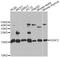 H2A Histone Family Member Z antibody, A6614, ABclonal Technology, Western Blot image 