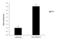 Euchromatic Histone Lysine Methyltransferase 2 antibody, GTX129153, GeneTex, Chromatin Immunoprecipitation image 