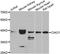 Cytosolic Iron-Sulfur Assembly Component 1 antibody, A09213, Boster Biological Technology, Western Blot image 