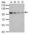 POU Class 2 Homeobox 1 antibody, PA5-28209, Invitrogen Antibodies, Western Blot image 