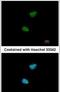NIMA Related Kinase 11 antibody, PA5-30829, Invitrogen Antibodies, Immunofluorescence image 