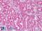 Cardiolipin Synthase 1 antibody, LS-B9167, Lifespan Biosciences, Immunohistochemistry frozen image 