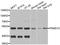 Proteasome 26S Subunit, Non-ATPase 12 antibody, A6708, ABclonal Technology, Western Blot image 