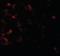 Axin 1 antibody, orb95542, Biorbyt, Immunofluorescence image 