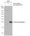 Ras antibody, PA5-78092, Invitrogen Antibodies, Western Blot image 