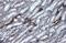 Aquaporin 1 (Colton Blood Group) antibody, GTX132870, GeneTex, Immunohistochemistry paraffin image 