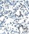 Even-Skipped Homeobox 1 antibody, PA1-24495, Invitrogen Antibodies, Immunohistochemistry frozen image 