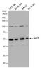 Serpin Family A Member 3 antibody, GTX110359, GeneTex, Western Blot image 