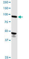 Activating Signal Cointegrator 1 Complex Subunit 2 antibody, LS-C139262, Lifespan Biosciences, Western Blot image 