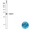 Serpin Family F Member 1 antibody, AF1177, R&D Systems, Western Blot image 