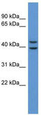Adenosine receptor A3 antibody, TA342793, Origene, Western Blot image 