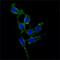 Protein Tyrosine Kinase 2 antibody, MA5-15644, Invitrogen Antibodies, Immunofluorescence image 