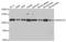 SWI/SNF Related, Matrix Associated, Actin Dependent Regulator Of Chromatin, Subfamily A, Member 5 antibody, orb154213, Biorbyt, Western Blot image 