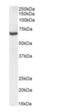Transforming Growth Factor Beta Induced antibody, orb403018, Biorbyt, Western Blot image 